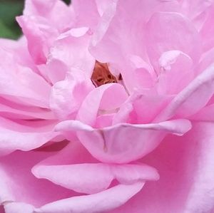 Meet your Posher, Laurie